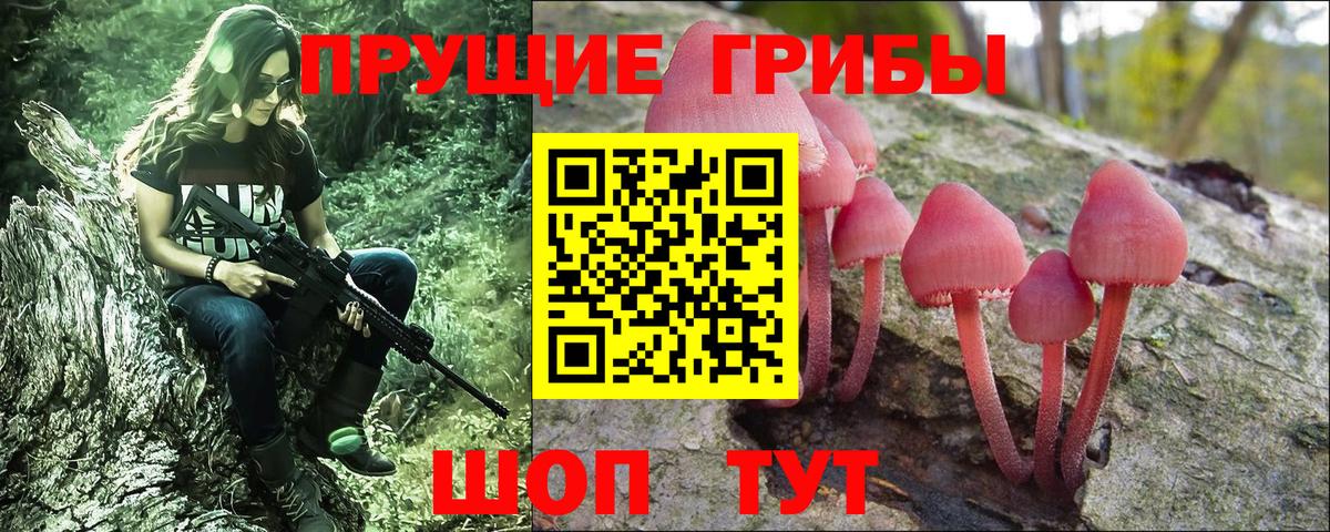 Псилоцибиновые грибы Cubensis Котовск